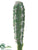 Silk Plants Direct Peruvian Cactus Pick - Green - Pack of 12