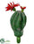 Echinocereus Cactus - Green Red - Pack of 24