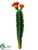 Peruvian Cactus - Green Orange - Pack of 24