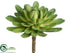 Silk Plants Direct Floret Aeonium - Green - Pack of 12