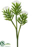 Silk Plants Direct Aeonium Pick - Green Cream - Pack of 12