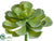 Echeveria Setosa - Green - Pack of 12