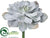 Echeveria Pick - Gray Green - Pack of 6