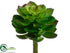 Silk Plants Direct Echeveria Pick - Green Burgundy - Pack of 24