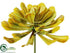 Silk Plants Direct Aeonium Pick - Green Yellow - Pack of 36