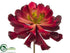 Silk Plants Direct Aeonium Pick - Red Burgundy - Pack of 36