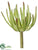 Silk Plants Direct Aeonium Pick - Green - Pack of 12