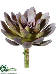 Echeveria Pick - Purple Green - Pack of 12