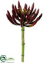 Silk Plants Direct Spike Aeonium Pick - Burgundy Green - Pack of 24