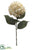 Hydrangea Spray - Beige Charming - Pack of 12