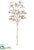 Gypsophila Spray - Champagne - Pack of 12