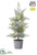 Battery Operated Snowed Pine Tree With Light - Green Snow - Pack of 4