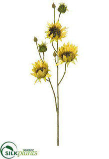 Sunflower Spray - Butter Scotch - Pack of 12
