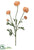 Ranunculus Spray - Coral - Pack of 6