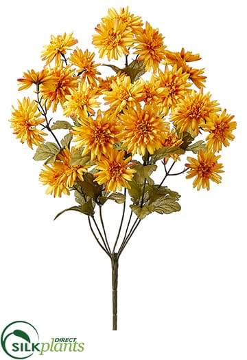 spider mum plants Mini Spider Mum Bush - Yellow Gold - Pack of 12 - (COG/EY-016MBFS)