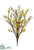 Waxflower Bush - Yellow Gold - Pack of 12