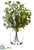 Eucalyptus - Green Brown - Pack of 1