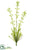 Horseweed Plant Spray - Cream - Pack of 12