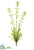 Horseweed Plant Spray - Cream - Pack of 12