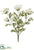 Queen Anne's Lace Bush - Cream - Pack of 6