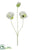 Poppy Spray - Cream - Pack of 12