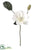 Magnolia Spray - Cream - Pack of 6