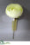 Ranunculus Stem - Cream - Pack of 24