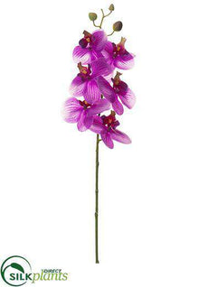 Phalaenopsis Orchid Spray - Orchid Cream - Pack of 12