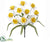 Daffodil Bush - Yellow Cream - Pack of 24