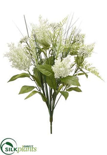 Queen Anne's Lace, Astilbe Bush - Green Cream - Pack of 12