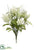 Queen Anne's Lace, Astilbe Bush - Green Cream - Pack of 12