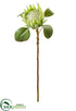 Silk Plants Direct Queen Protea Spray - Green Cream - Pack of 12