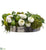 Ranunculus, Apple, Sedum in Plate - Green Cream - Pack of 1