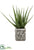 Agave Plant - Green - Pack of 1