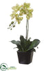 Silk Plants Direct Phalaenopsis Orchid Plant - Green - Pack of 4