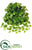 Puff Pothos Hanging Bush - Green - Pack of 6
