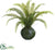 Sword Fern Plant - Green - Pack of 1