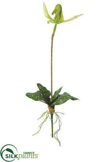 Slipper Orchid Plant - Green - Pack of 12