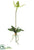 Slipper Orchid Plant - Green - Pack of 12