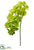 Phalaenopsis Spray - Green - Pack of 6