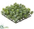 Sedum Mat - Green - Pack of 12