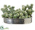 Cactus in Silver Plate - Green - Pack of 1