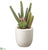 Silk Plants Direct Cactus Garden - Green - Pack of 6