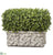 Boxwood - Green - Pack of 1