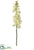 Silk Plants Direct Cymbidium Orchid Spray - Green - Pack of 12