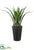 Agave Plant - Green - Pack of 1