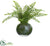 Boston Fern Plant - Green - Pack of 1