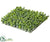 Sedum Mat - Green - Pack of 12