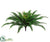 Boston Fern Bush - Green - Pack of 6