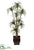 Yucca Tree - Green - Pack of 1